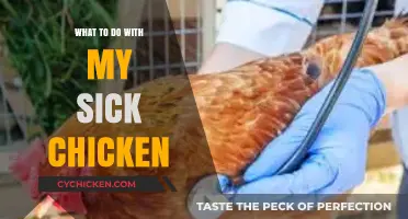 Caring for Your Sick Chicken: Essential Steps for Recovery and Comfort