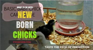 Caring for Newborn Chicks: Essential Tips for Happy, Healthy Flock