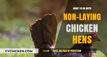 Revitalizing Non-Laying Hens: Creative Solutions for Retired Chickens