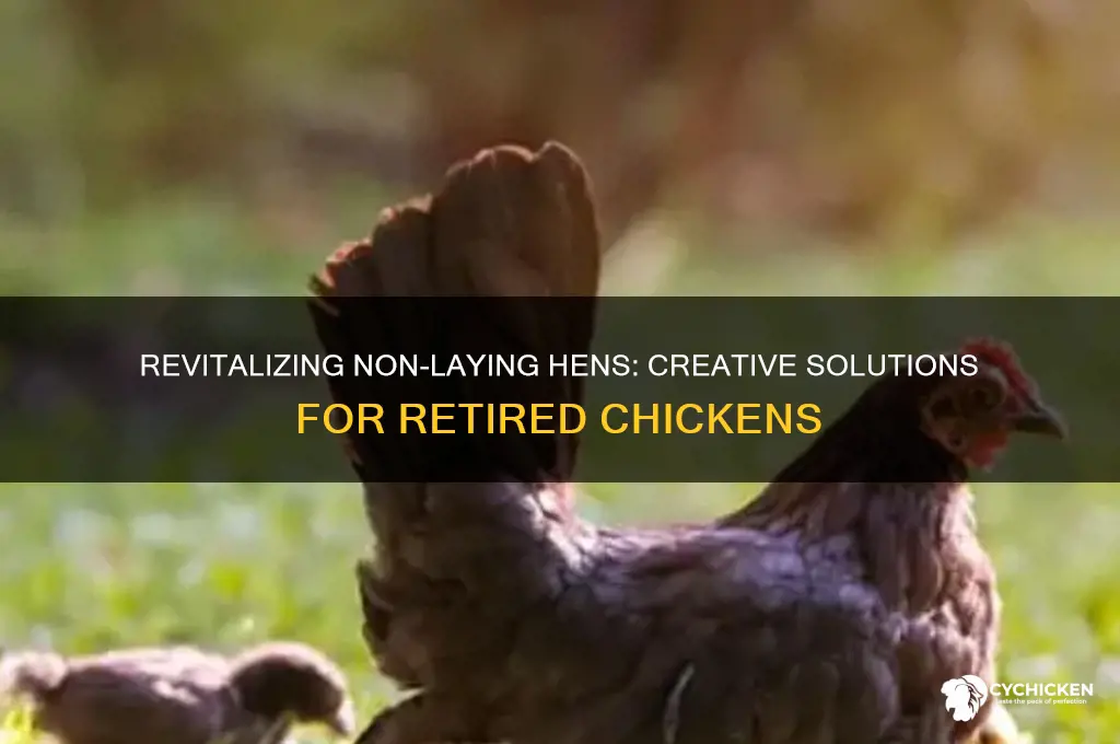 what to do with non-laying chicken hens