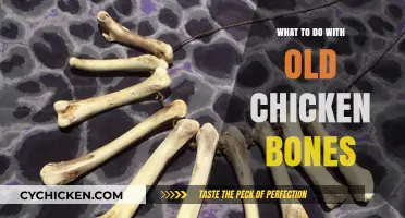 Creative Ways to Repurpose Old Chicken Bones for Eco-Friendly Living