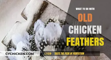 Creative Uses for Old Chicken Feathers: Sustainable Ideas and Tips