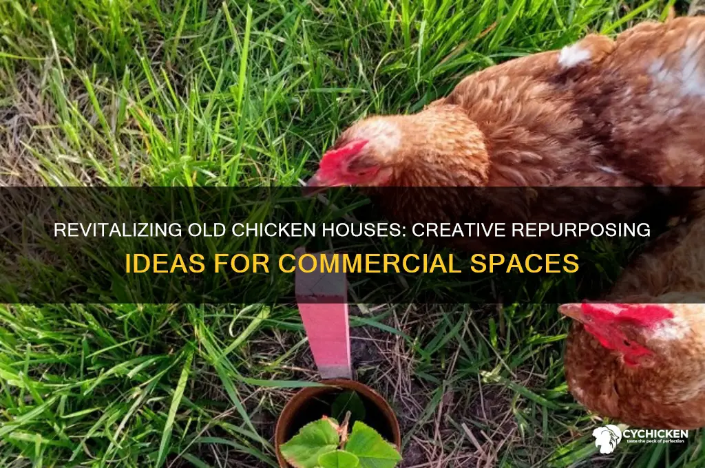 what to do with old commercial chicken houses