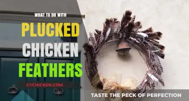 Creative Uses for Chicken Feathers: Eco-Friendly Ideas and Tips