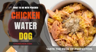 Poached Chicken Water for Dogs: Benefits, Uses, and Safety Tips
