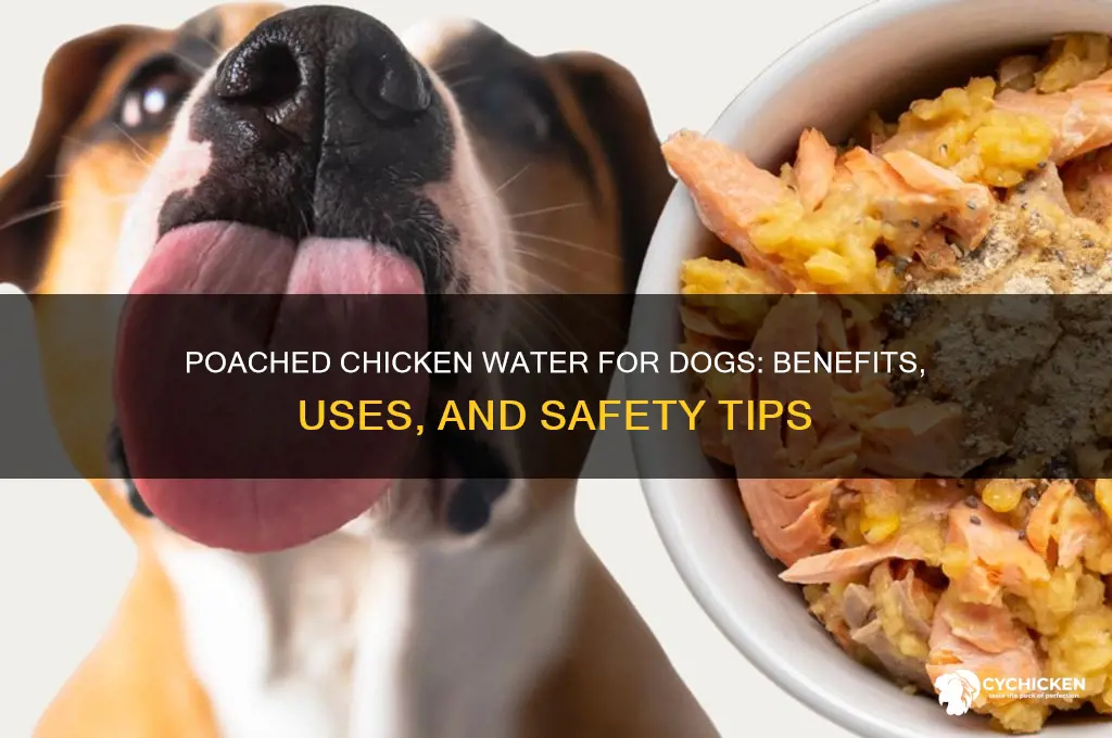 what to do with poached chicken water dog