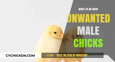 Ethical Solutions for Unwanted Male Chicks: Sustainable Practices and Innovations