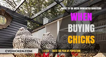 Managing Unwanted Roosters: Solutions When Buying Unsexed Chicks