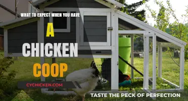 Backyard Bliss: A Beginner's Guide to Chicken Coop Care
