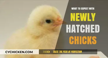 Newly Hatched Chicks: Essential Care Tips for Healthy Growth