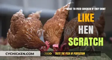 Alternative Chicken Feed Options: What to Give When They Shun Scratch