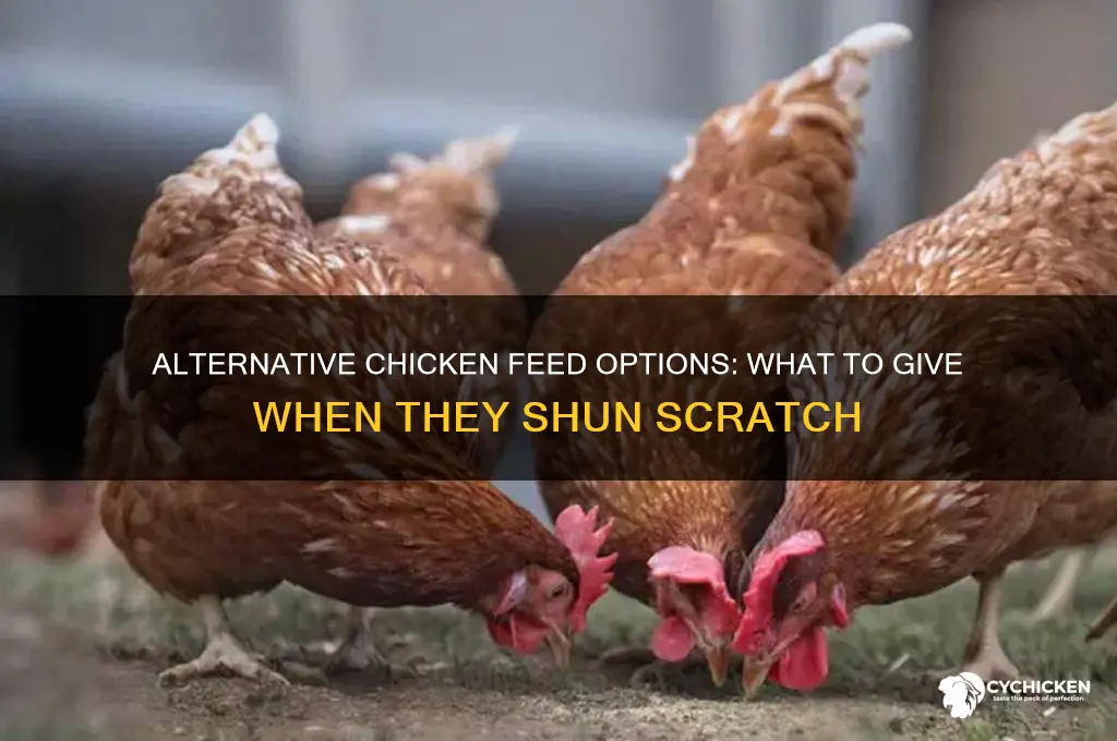 what to feed chicken if they dont like hen scratch