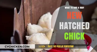 Essential Care Tips for Newborn Chicks: Day One Feeding Guide