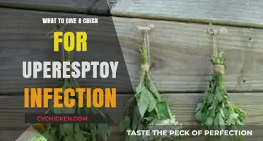 Effective Remedies for Chick Upper Respiratory Infections: What to Give