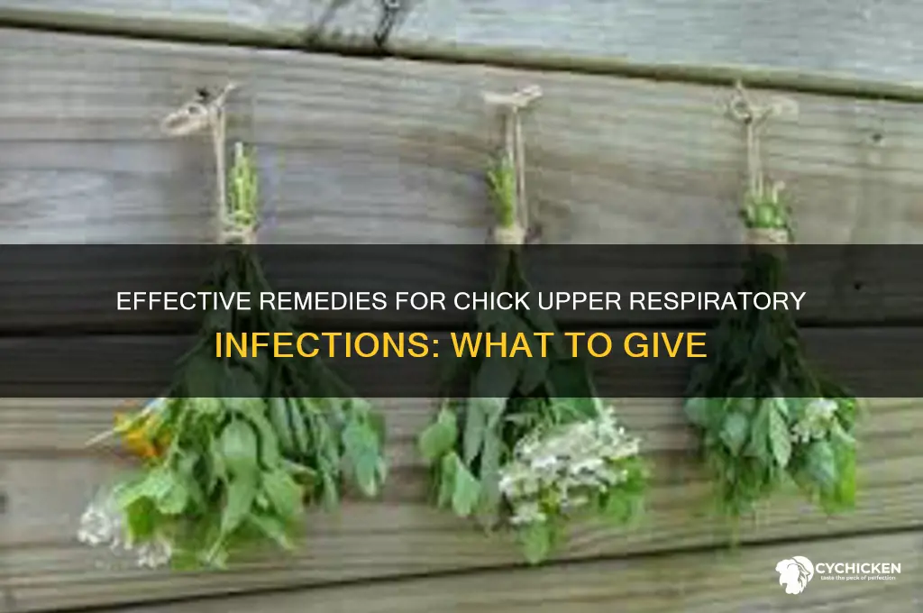 what to give a chick for uperesptoy infection