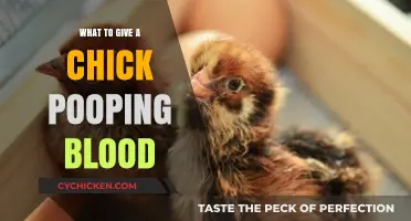 Chick Pooping Blood: Urgent Care Tips and Treatment Options