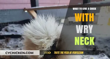 Helping Chicks with Wry Neck: Effective Care and Treatment Tips