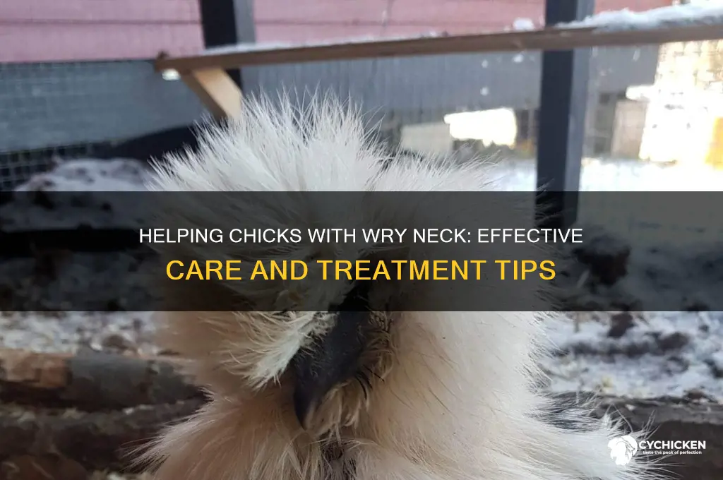 what to give a chick with wry neck