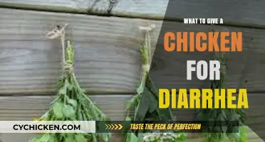 Effective Remedies for Chicken Diarrhea: Quick and Safe Solutions