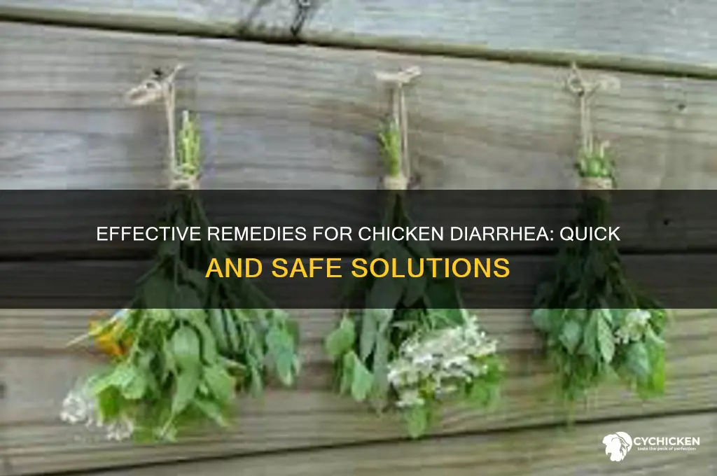 what to give a chicken for diarrhea