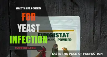 Effective Remedies for Treating Yeast Infections in Chickens: A Guide