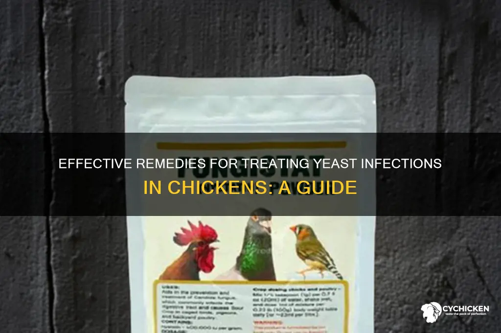 what to give a chicken for yeast infection