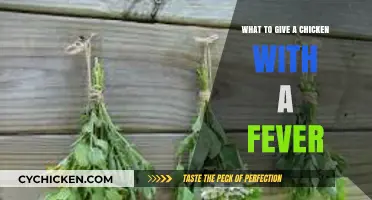 Treating Fever in Chickens: Essential Remedies and Care Tips