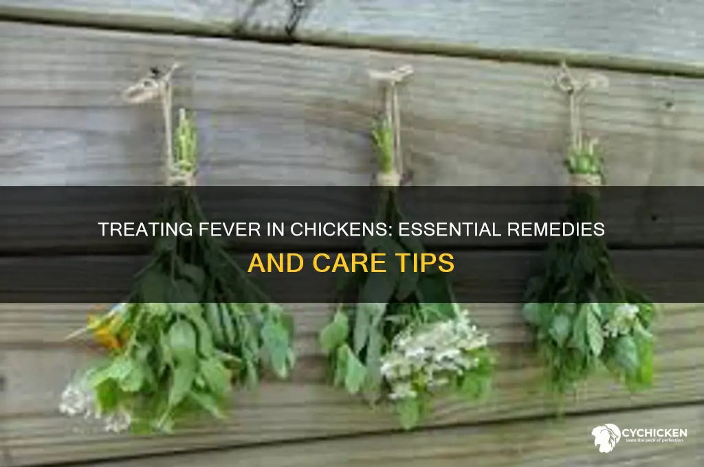 what to give a chicken with a fever