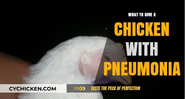 Effective Remedies for Treating Pneumonia in Chickens: A Comprehensive Guide