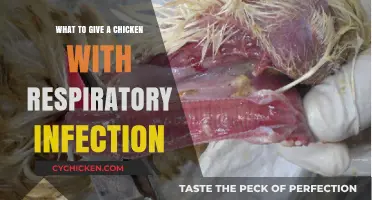 Effective Remedies for Treating Respiratory Infections in Chickens
