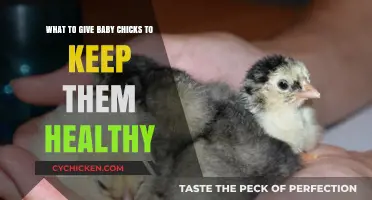 Nurturing Baby Chicks: A Guide to Essential Care and Nutrition