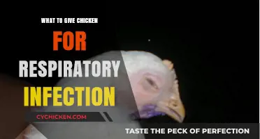 Effective Remedies for Treating Chicken Respiratory Infections Naturally