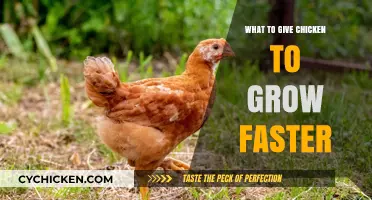 Boost Chicken Growth: Effective Tips for Faster, Healthier Development