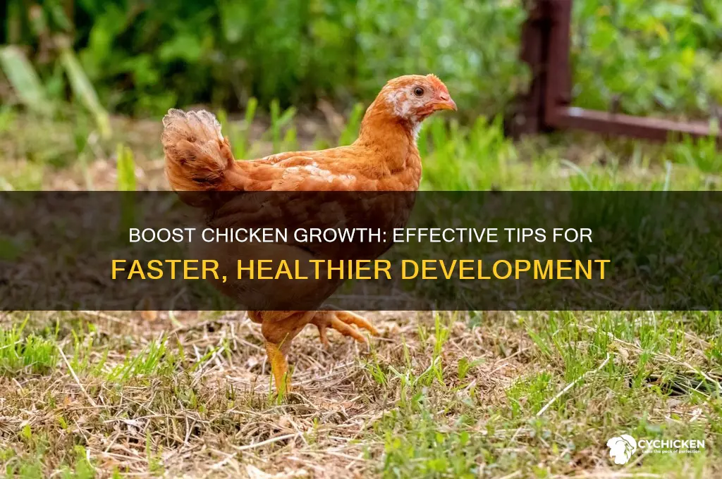 what to give chicken to grow faster