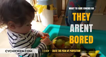 Engaging Chick Activities: Preventing Boredom in Your Flock