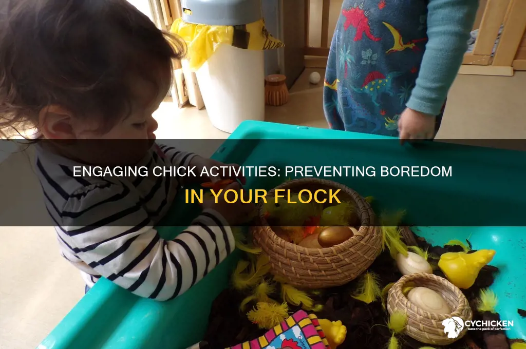 what to give chicks so they arent bored