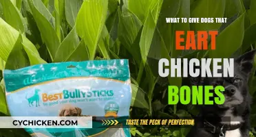 Chicken Bones and Dogs: Safe Alternatives to Prevent Health Risks