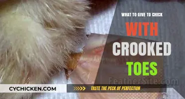 Caring for Chicks with Crooked Toes: Gentle Remedies and Support Tips
