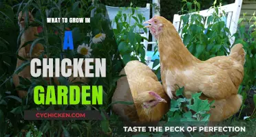 Cluck-Worthy Crops: Best Plants for Your Chicken Garden