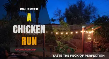 Best Plants to Grow in Your Chicken Run for Happy Hens