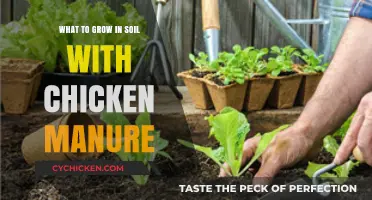 Boost Your Garden: Best Crops for Chicken Manure-Enriched Soil