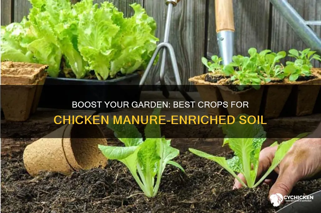 what to grow in soil with chicken manure