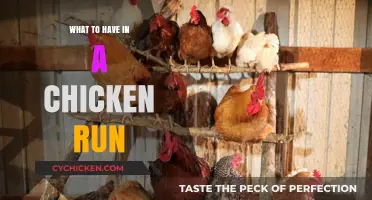 Essential Elements for a Safe and Happy Chicken Run Setup