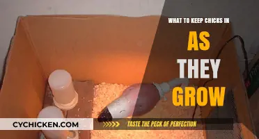 Raising Chicks: Ideal Housing Solutions for Healthy Growth and Development