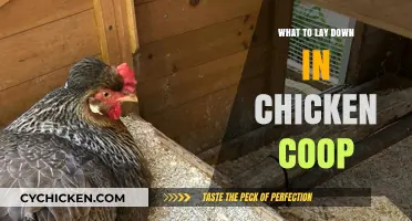 Cozy Quarters: Essential Bedding for Your Chicken Coop