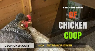 Cozy Quarters: Best Materials to Line Your Chicken Coop