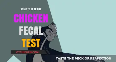 Key Indicators to Check in Chicken Fecal Tests for Health Insights