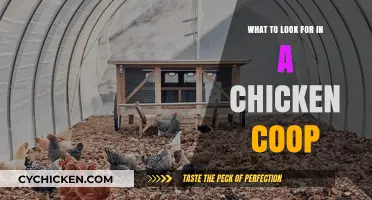 Essential Features to Consider When Choosing a Chicken Coop