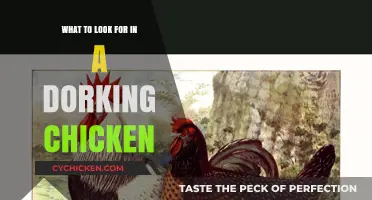 Choosing Dorking Chickens: Key Traits and Characteristics to Consider