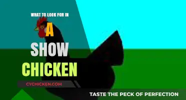 Perfect Show Chicken: Key Traits and Features to Look For